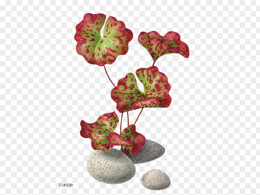 Flower Nelumbo Nucifera Royalty-free Water Lily Clip Art PNG