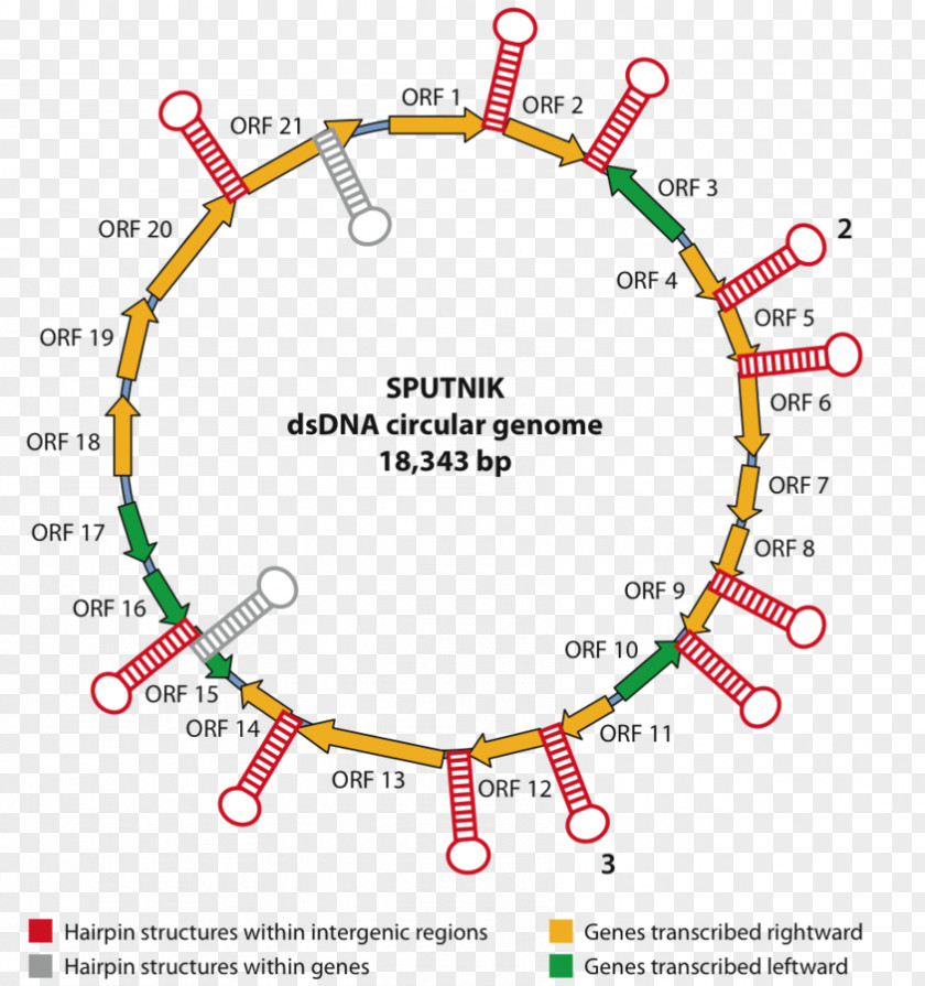 Mimivirus Acanthamoeba Polyphaga Leather DNA Virus PNG