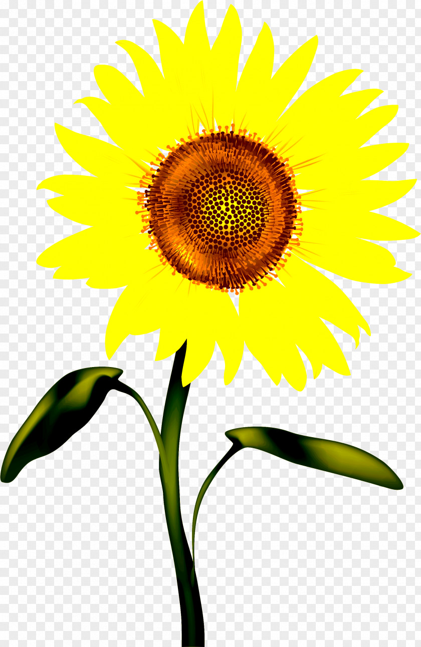 Petal Sunflower Seed PNG