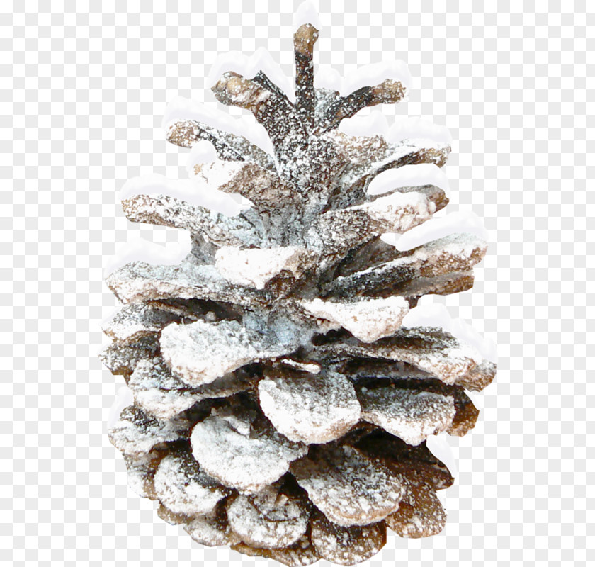 Tree Fir Conifer Cone Pine Clip Art PNG