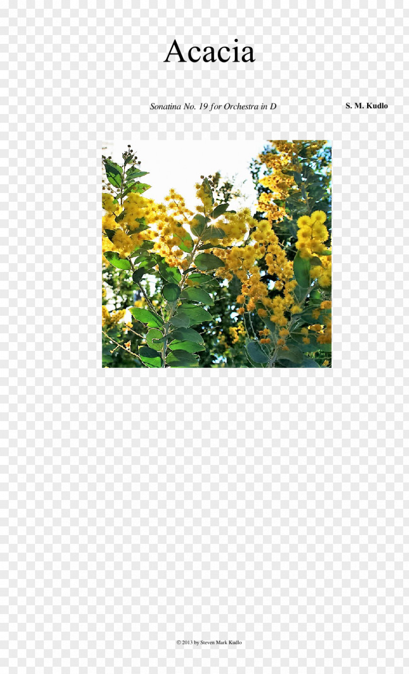 Tree PDCA Shrub Flowering Plant Font PNG