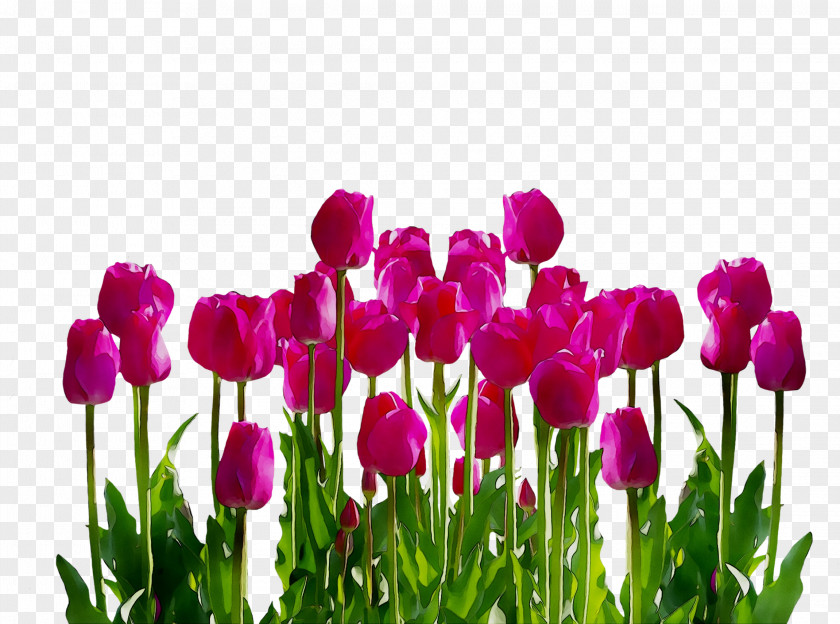 Tulip Clip Art Flower Image PNG
