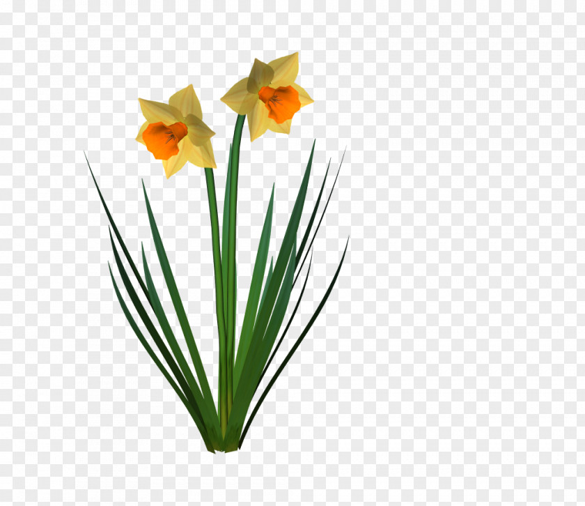 Daffodil Cut Flowers Plant PNG