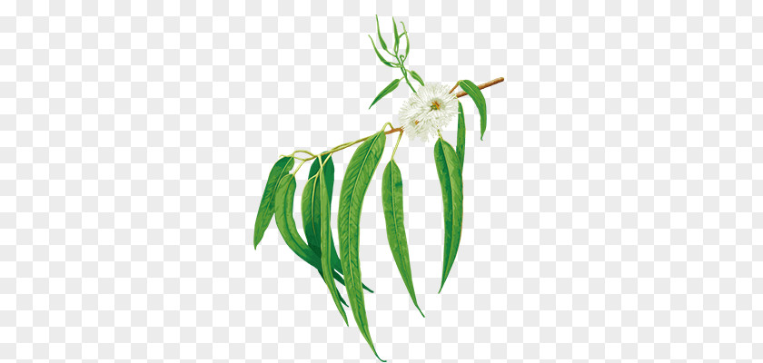 Eucalyptus Oil Grasses Plant Stem Leaf Commodity PNG