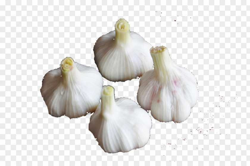Garlic Food Vegetable PNG