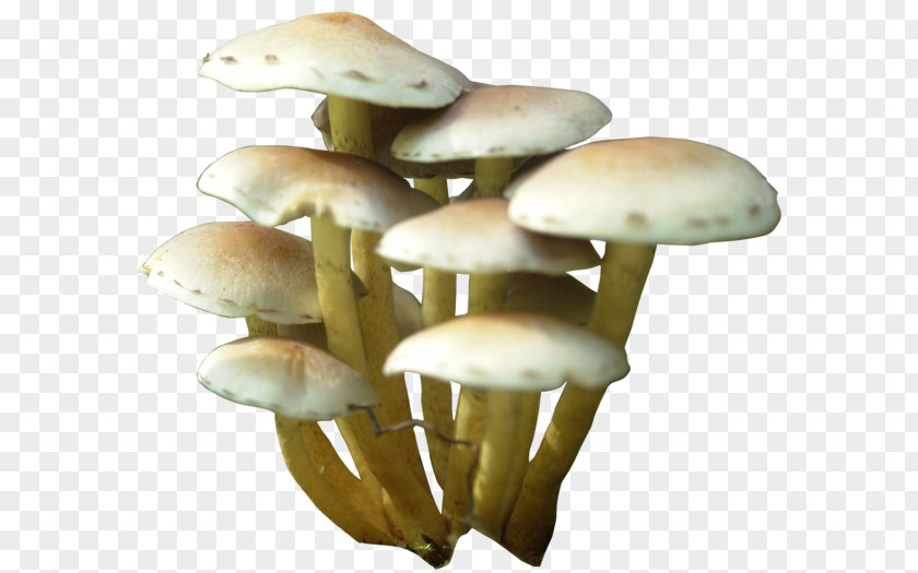 Mushroom Clip Art PNG