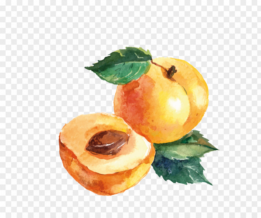 Peach Vector Graphics Watercolor Painting Fruit Drawing Illustration PNG