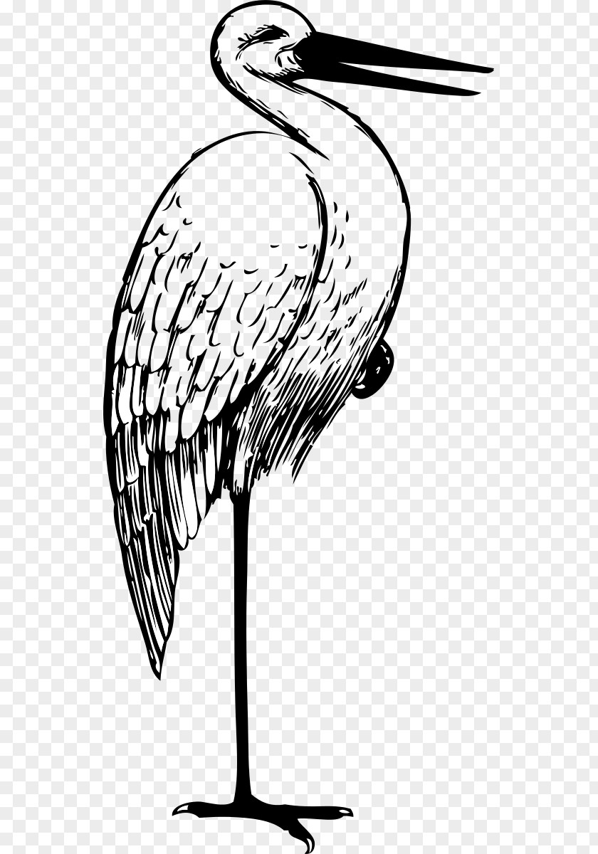 Pictures Of Stork White Drawing Clip Art PNG