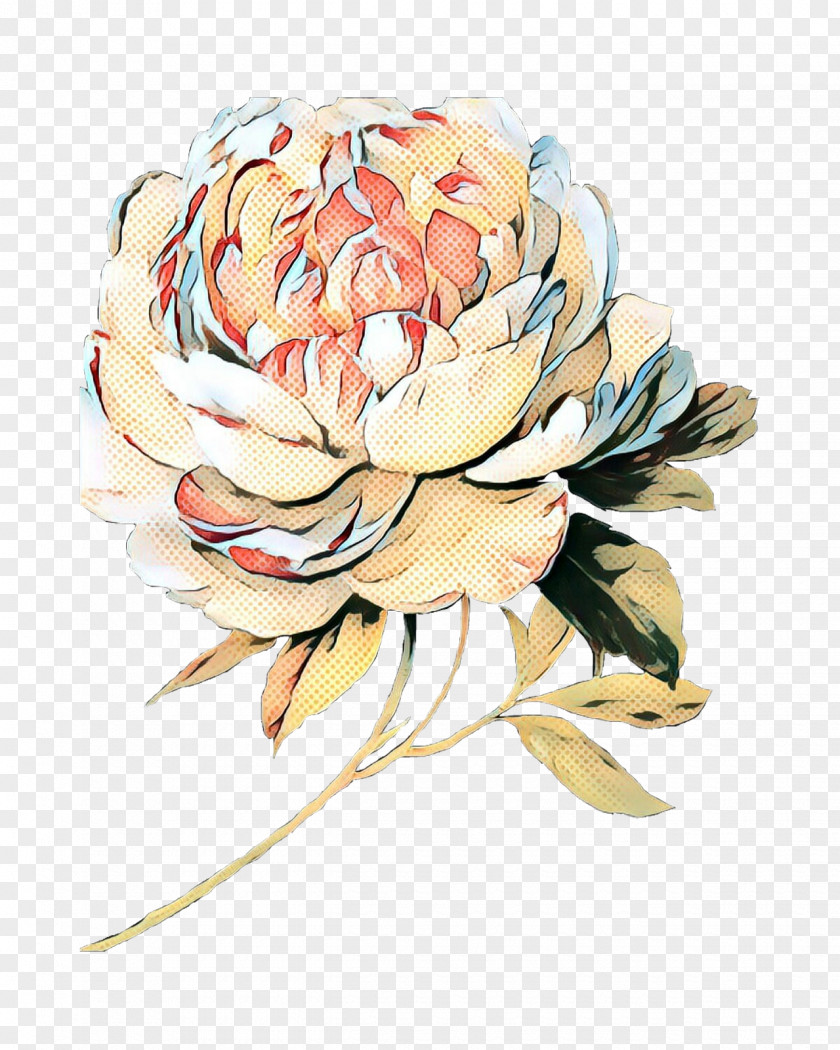 Protea Family Peony Watercolor Floral Background PNG