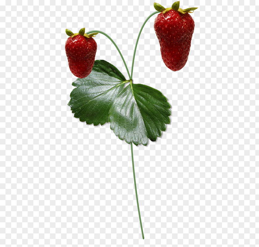 Strawberry Fruit Berries Tomato PNG