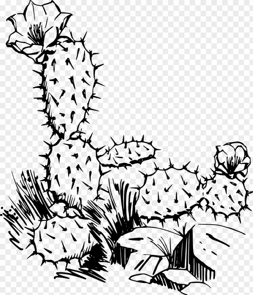 Succulent Clip Art Cactaceae Saguaro Prickly Pear PNG