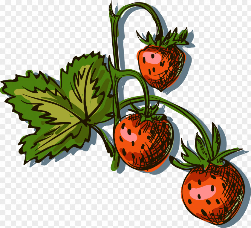 Vector Hand-painted Strawberry Drawing Aedmaasikas Illustration PNG