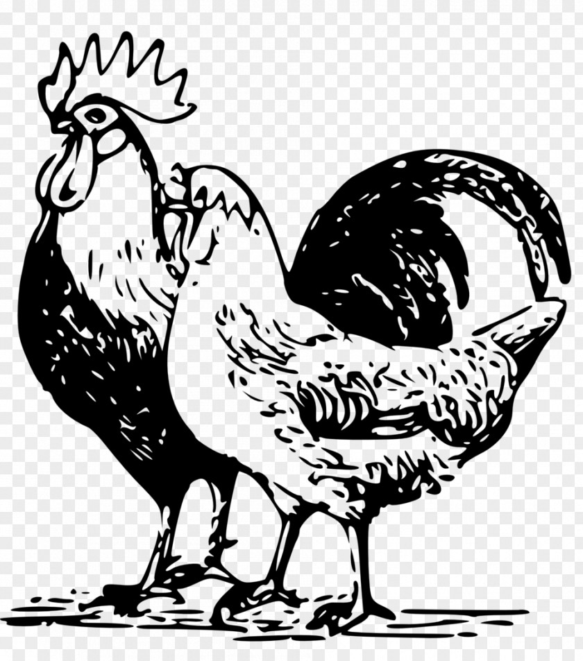 Chicken Poultry Farming Rooster PNG