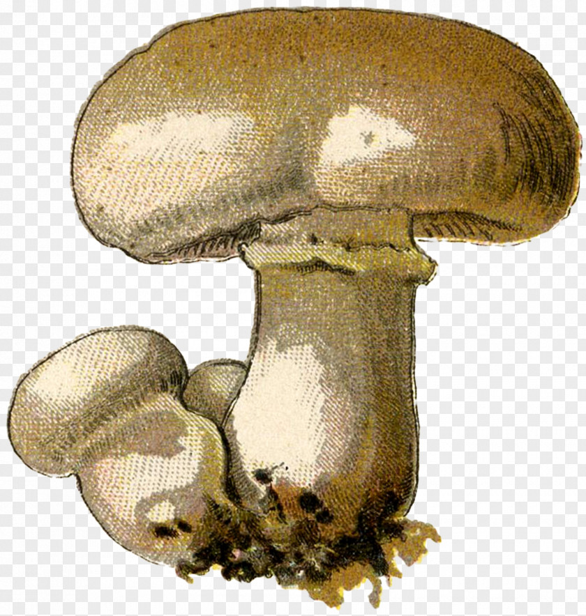 Mushroom Common Pleurotus Eryngii Oyster Shiitake PNG