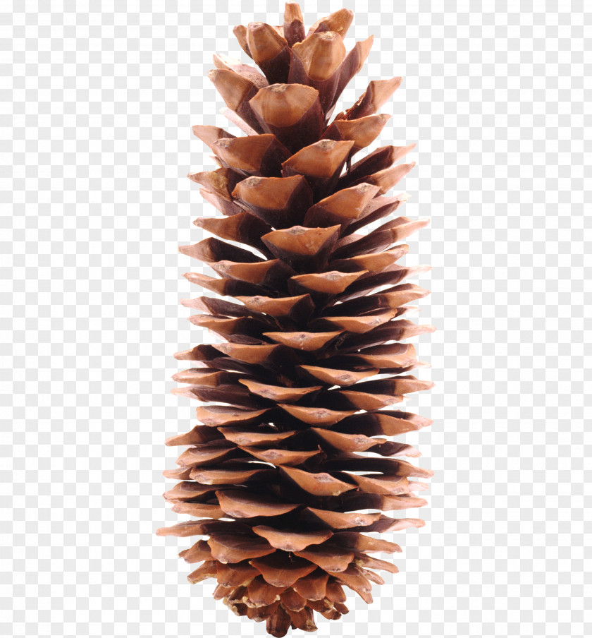 Pine Cone Material Conifer Icon PNG