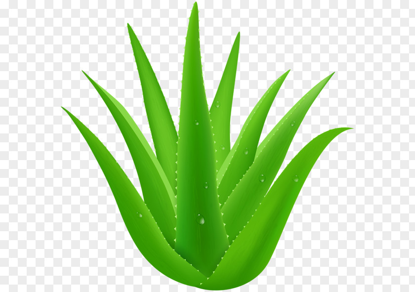 Aloe Vera Plant Clip Art PNG