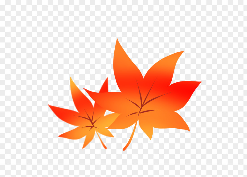 Autumn Leaf Color Wii U Tourism Maidenhair Tree PNG