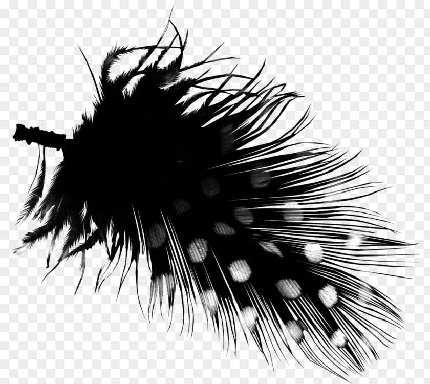 Clip Art Image Download Feather PNG