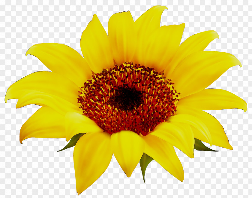 Common Sunflower Image Clip Art Photograph PNG