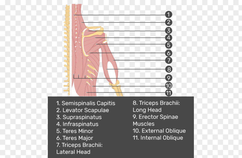 Erector Spinae Muscles Triceps Brachii Muscle Supraspinatus Splenius PNG