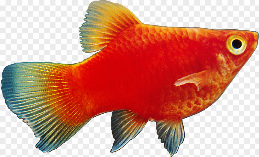 Fish Ornamental Megabyte PNG
