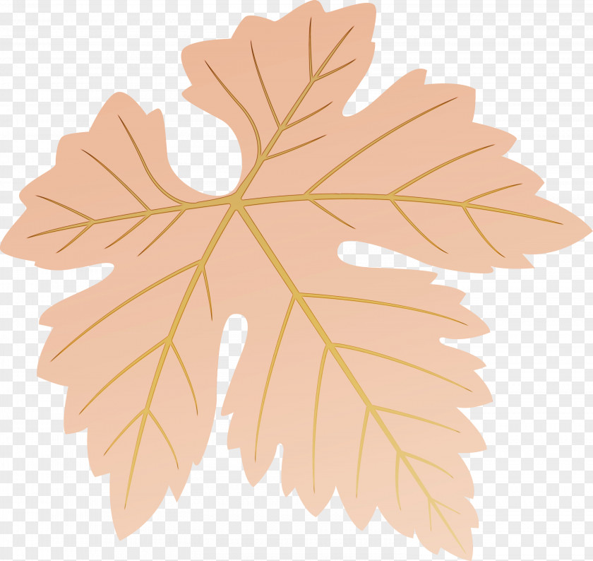 Maple Leaf PNG