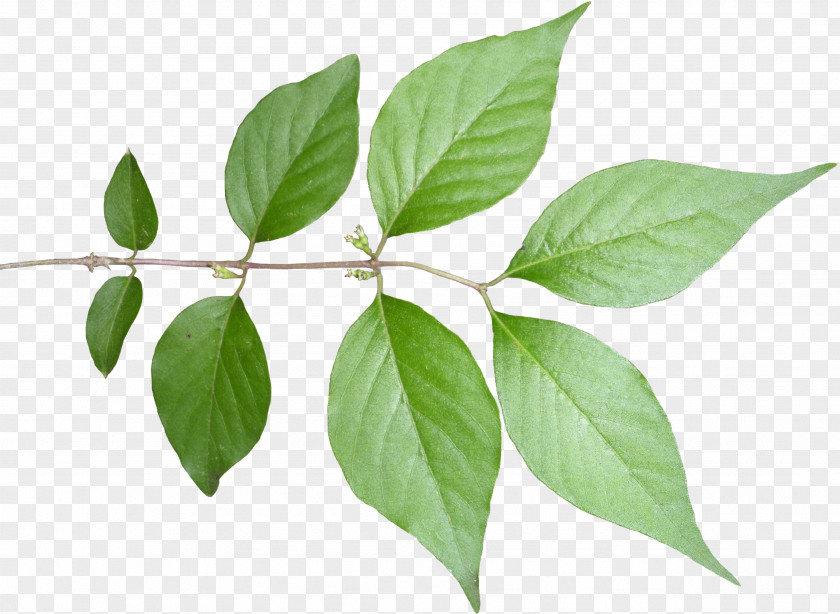 Plant Fiddle-leaf Fig Stem Tree PNG
