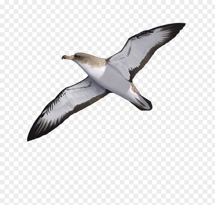 Bird European Herring Gull Berlengas Gulls Cory's Shearwater PNG