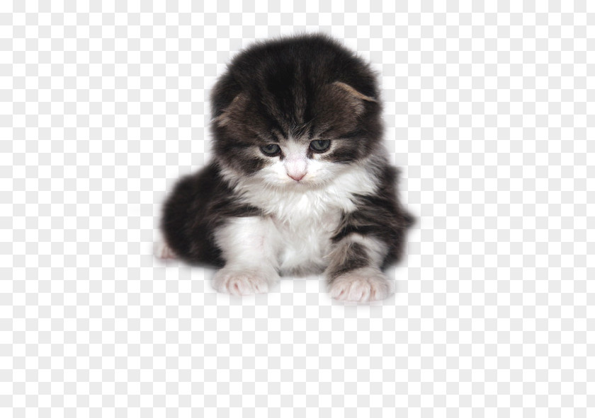 Black,kitten Cat Kitten Puppy PNG