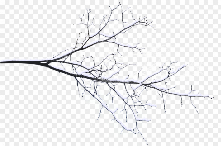 Branches Branch Tree Twig Snow PNG