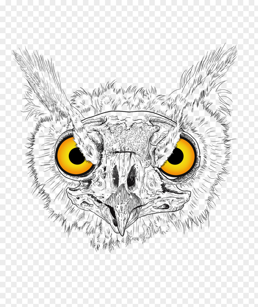 Owl Beak Eagle Cartoon PNG