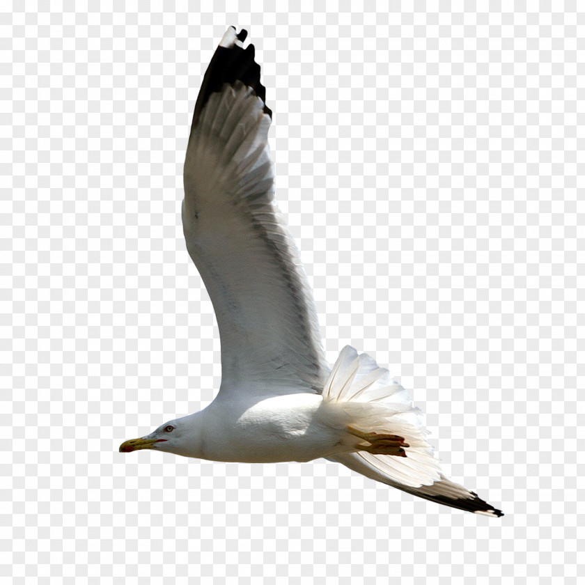 Pigeon Pictures European Herring Gull Clip Art PNG