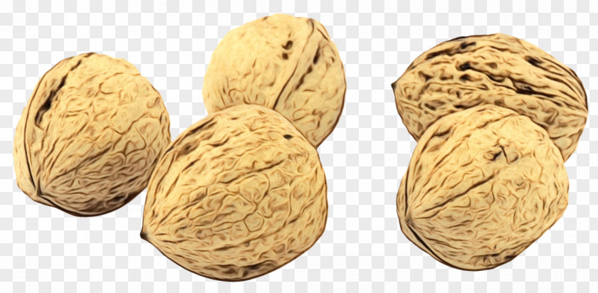 Plant Tree Walnut Superfood Bean PNG