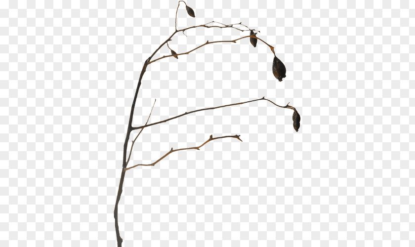 Vine Twig Clip Art Download Image PNG