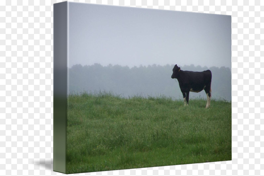 Watercolor Cow Cattle Pasture Picture Frames Farm Sky Plc PNG