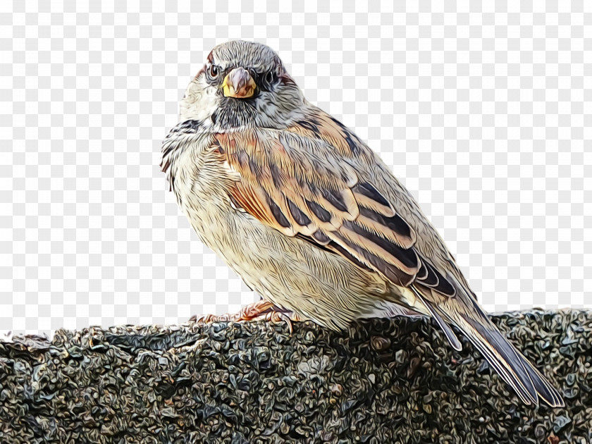 Bird Sparrow Emberizidae Beak White Crowned PNG