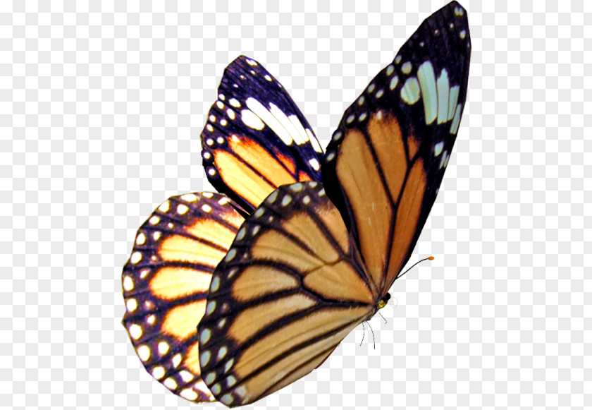 Butterfly Monarch Insect Stock Photography PNG