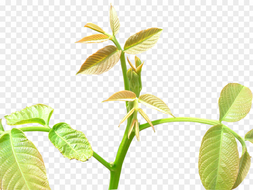 Fresh Tea Leaf Tree Shoot PNG
