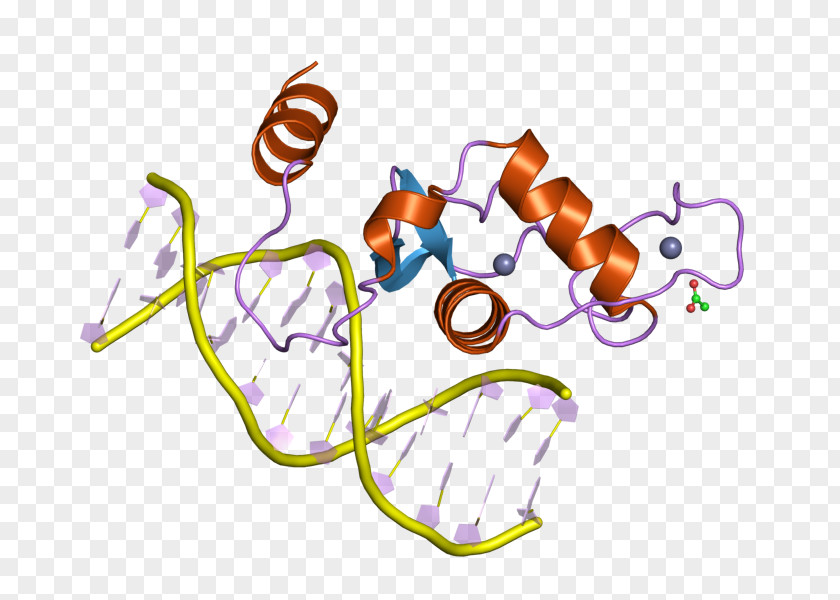 Human-liver Liver Receptor Homolog-1 Steroidogenic Factor 1 Gene Transcription Nuclear PNG