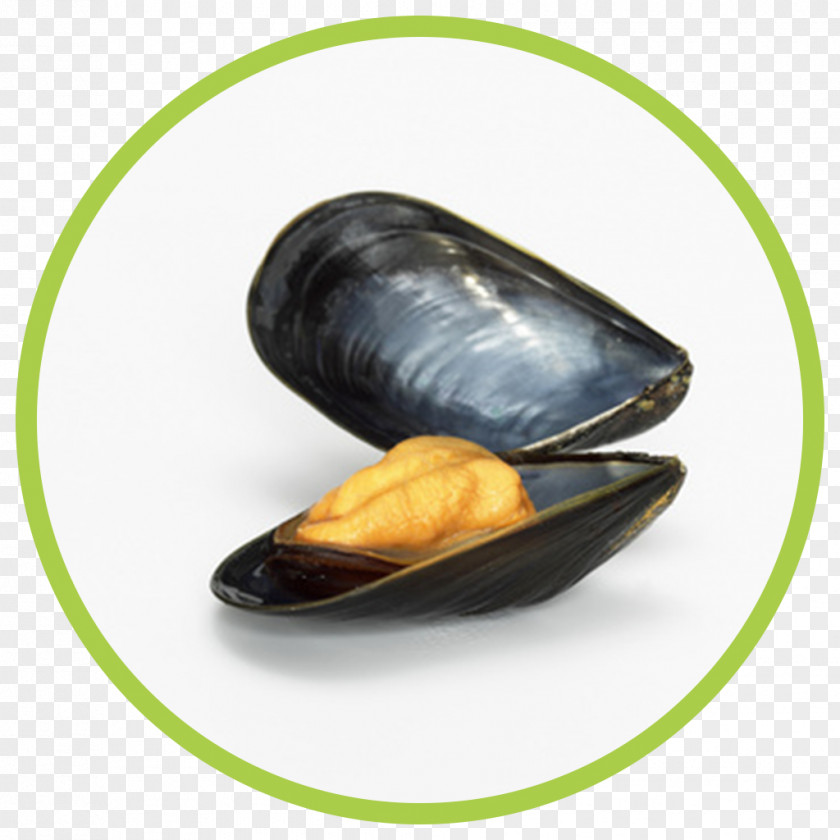 Mussel Stock Photography PNG