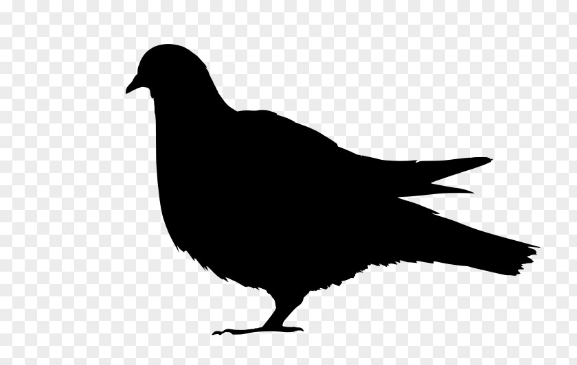 Bird Ice Pigeon The Feral Clip Art PNG
