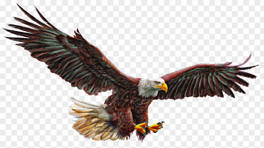 Bird Of Prey Eagle Accipitridae Bald PNG