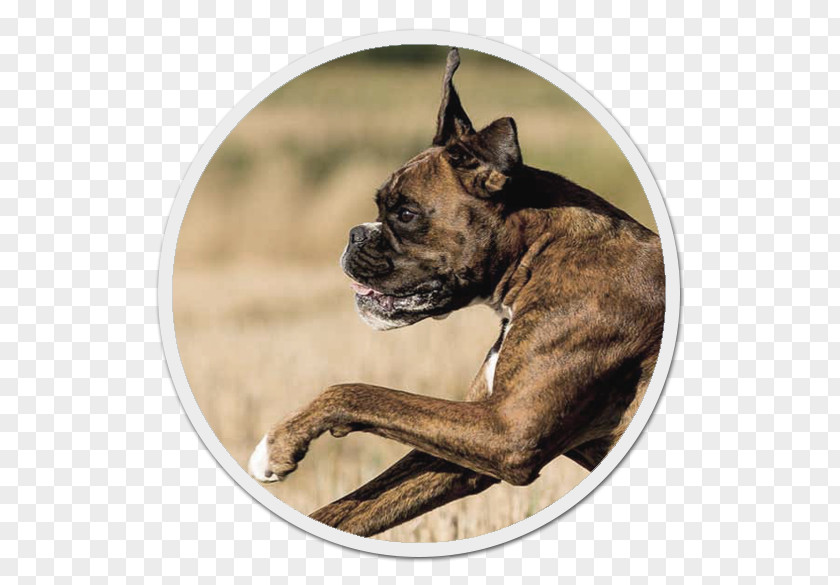 Boxer Dog Breed Bullenbeisser Labrador Retriever Snout PNG
