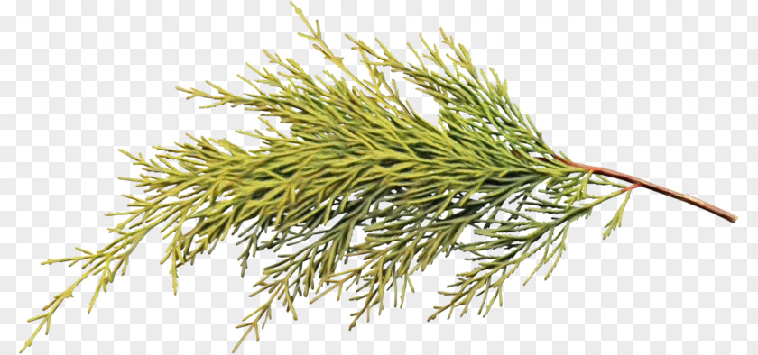 Dill Vascular Plant Family Tree Background PNG