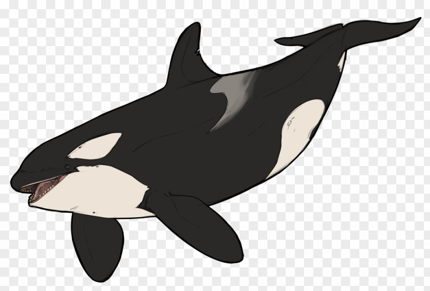 Dolphin Killer Whale Wildlife Animal PNG