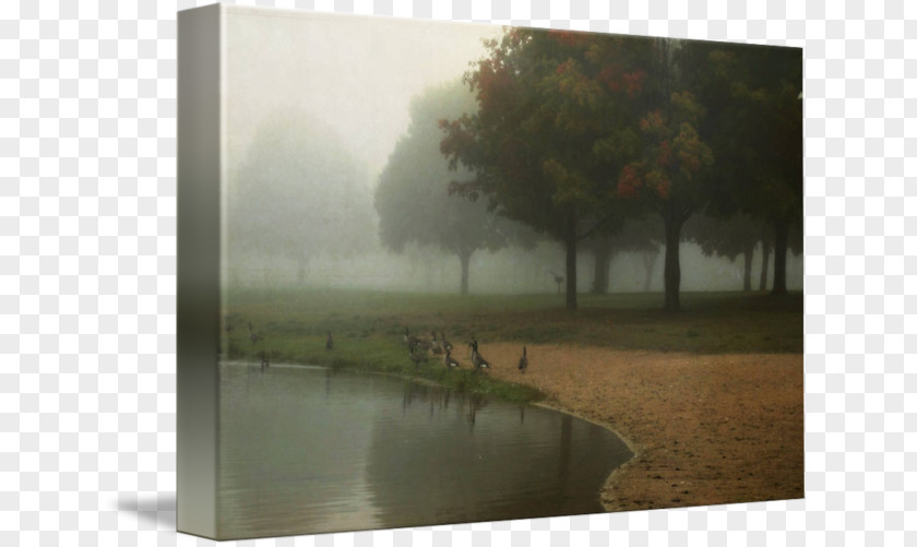 Tree Water Resources Stock Photography Picture Frames PNG