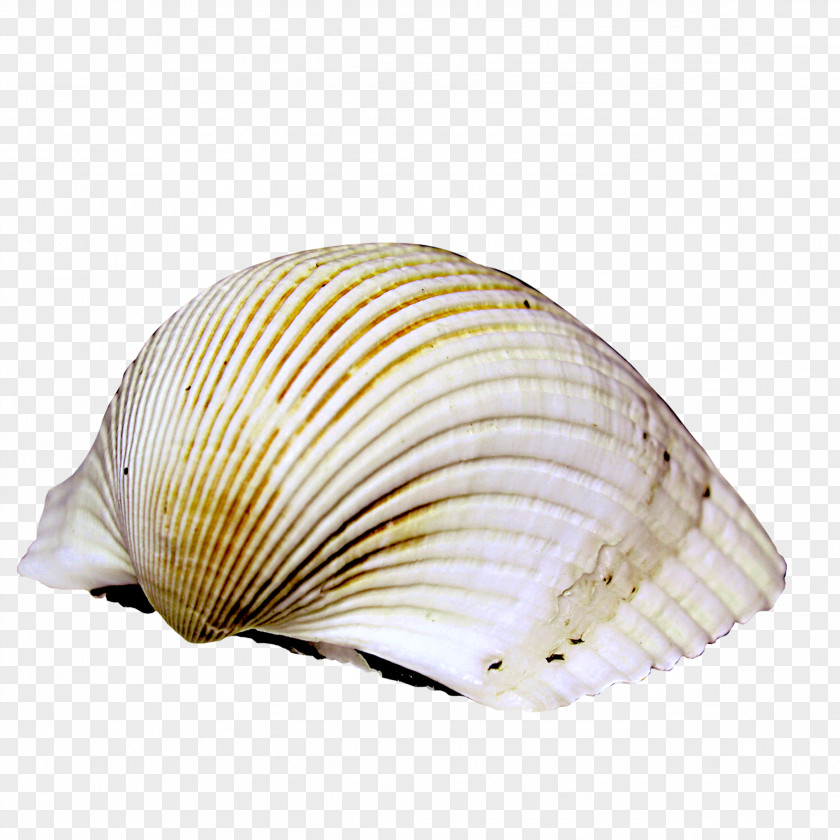 Conch Cockle Sea Snail Icon PNG