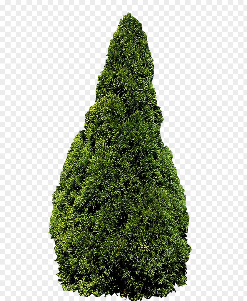 Coniferous Plants Tree Conifers Evergreen Fir Shrub PNG
