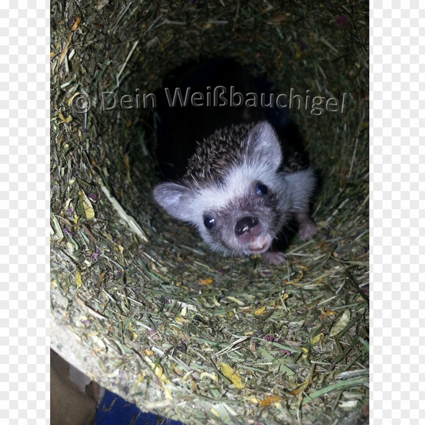 Igel Viverrids Phalangeriformes Erinaceidae Fauna Procyonidae PNG