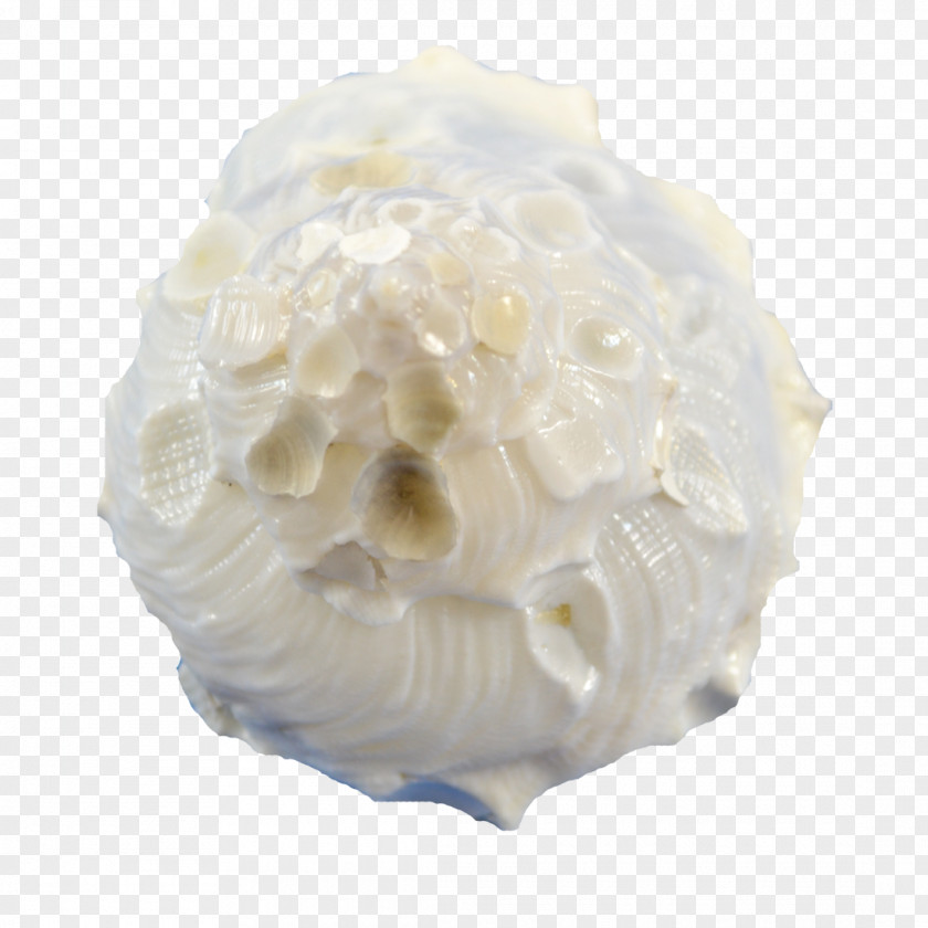 Seashell The Company Xenophoridae Table Gift PNG